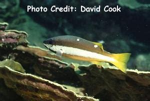 Section: Fish Library: Group: Snappers: Species: .